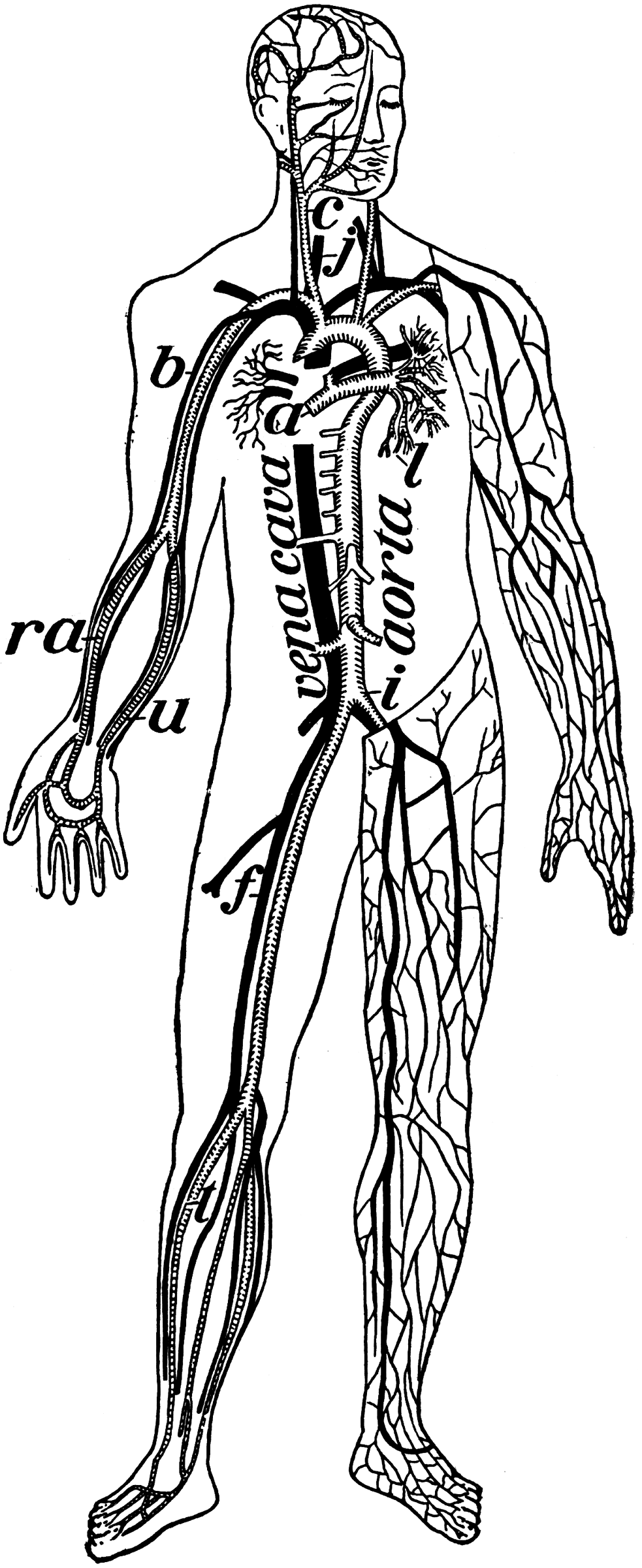 Veins and Arteries of the Body | ClipArt ETC