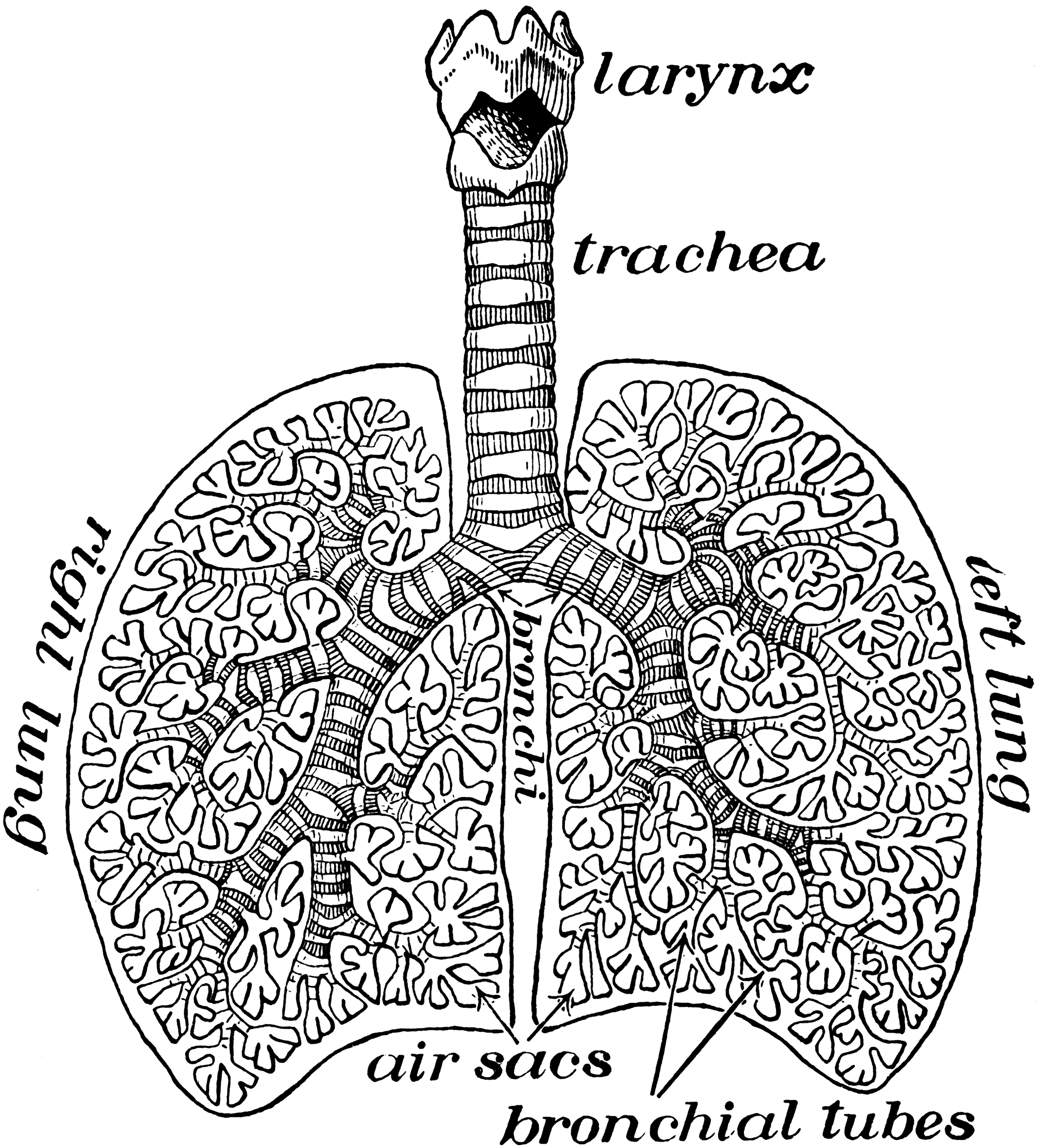 Diagram of Air Tubes in the Lungs | ClipArt ETC