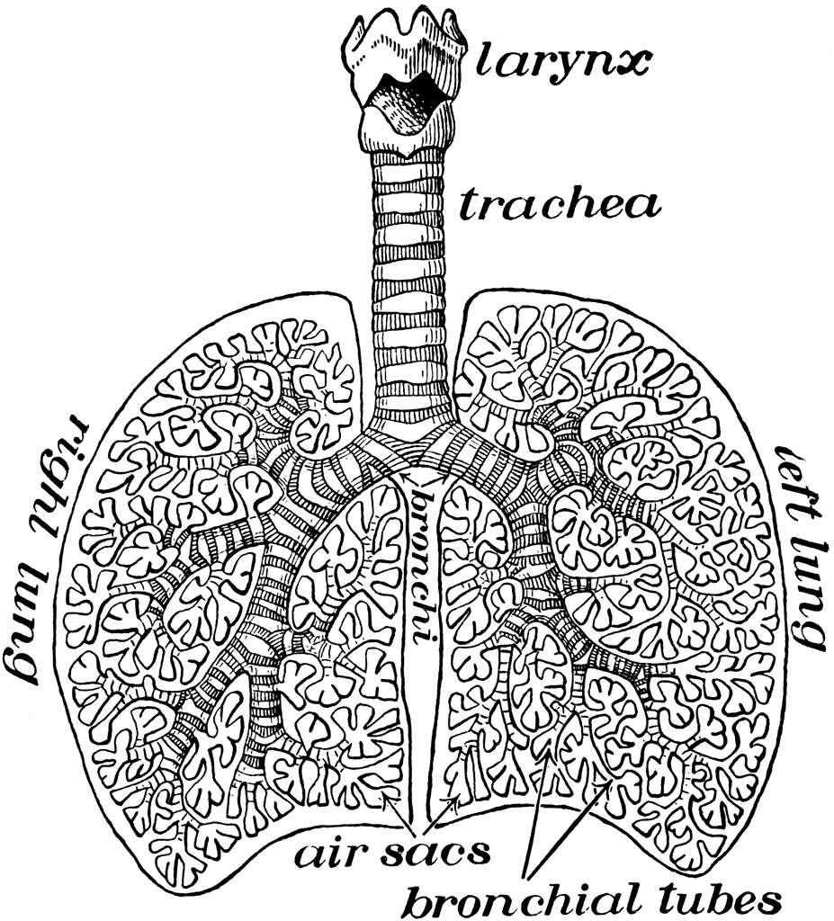 Diagram of Air Tubes in the Lungs | ClipArt ETC