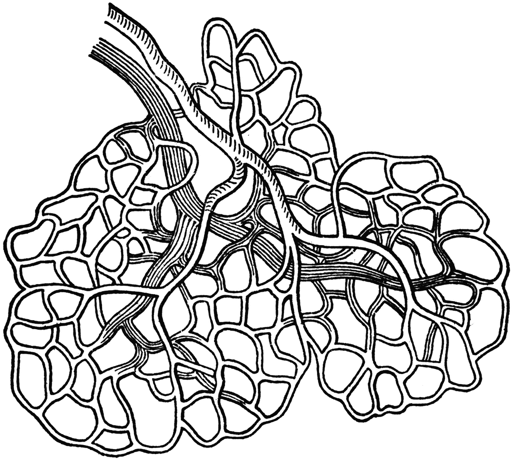 clipart of blood vessels - photo #27