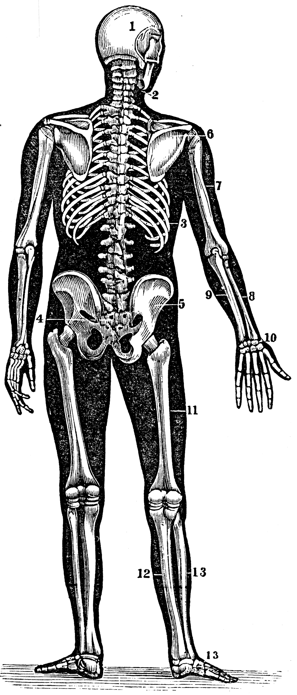 Back View of a Human Skeleton | ClipArt ETC