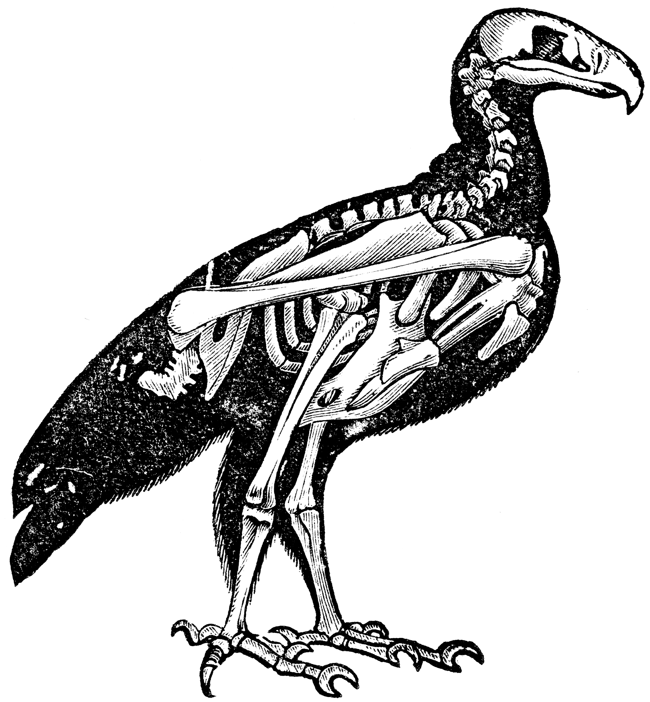 The Skeleton of a Bird | ClipArt ETC