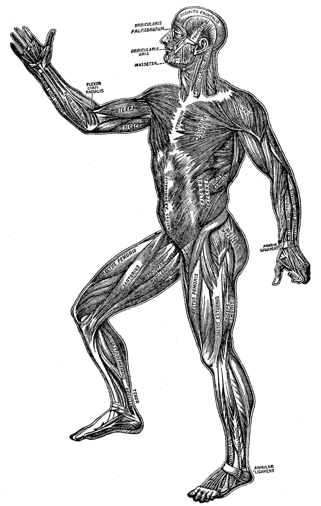 human-body-muscular-system-diagram-human-get-free-image-about-wiring-diagram