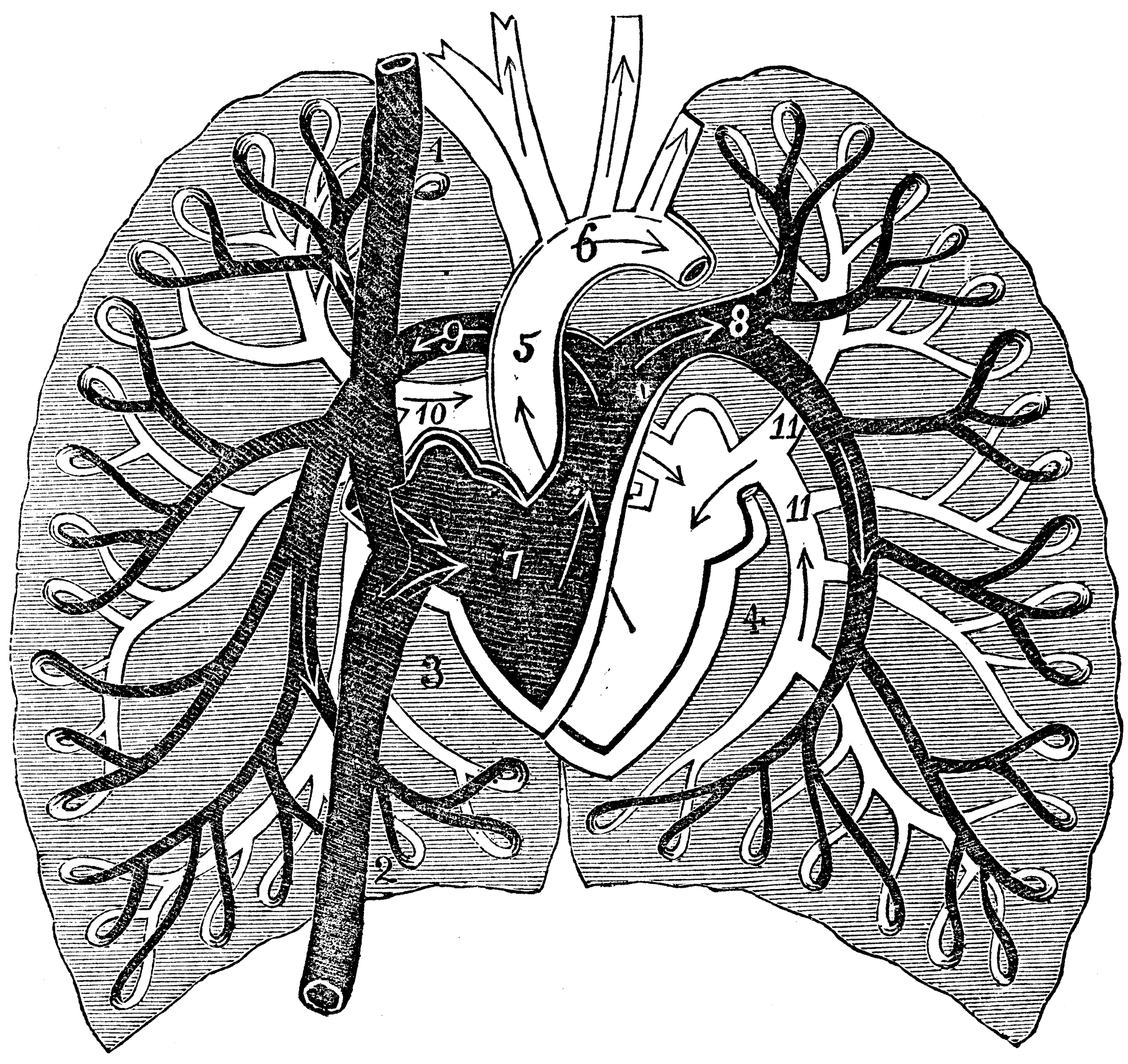 A Diagram of Pulmonary Circulation | ClipArt ETC