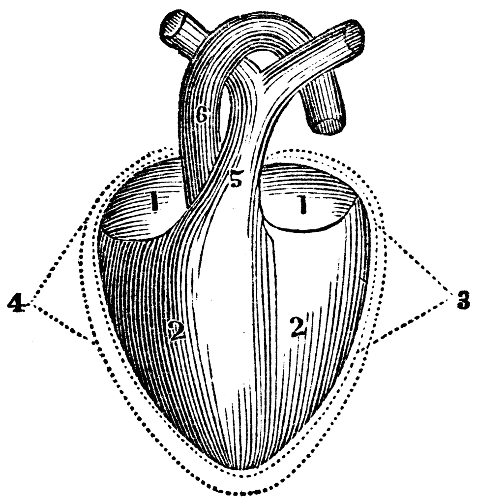 heart clipart pictures. A Diagram of the Heart