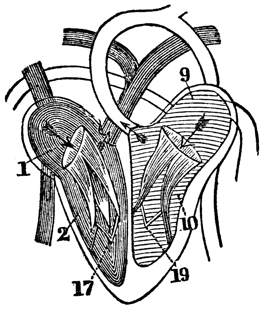 A Diagram of the Heart ClipArt ETC