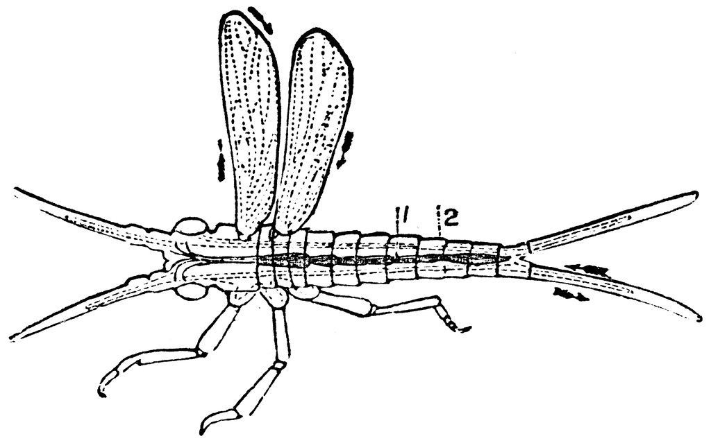 Clip Art Insects. To use any of the clipart