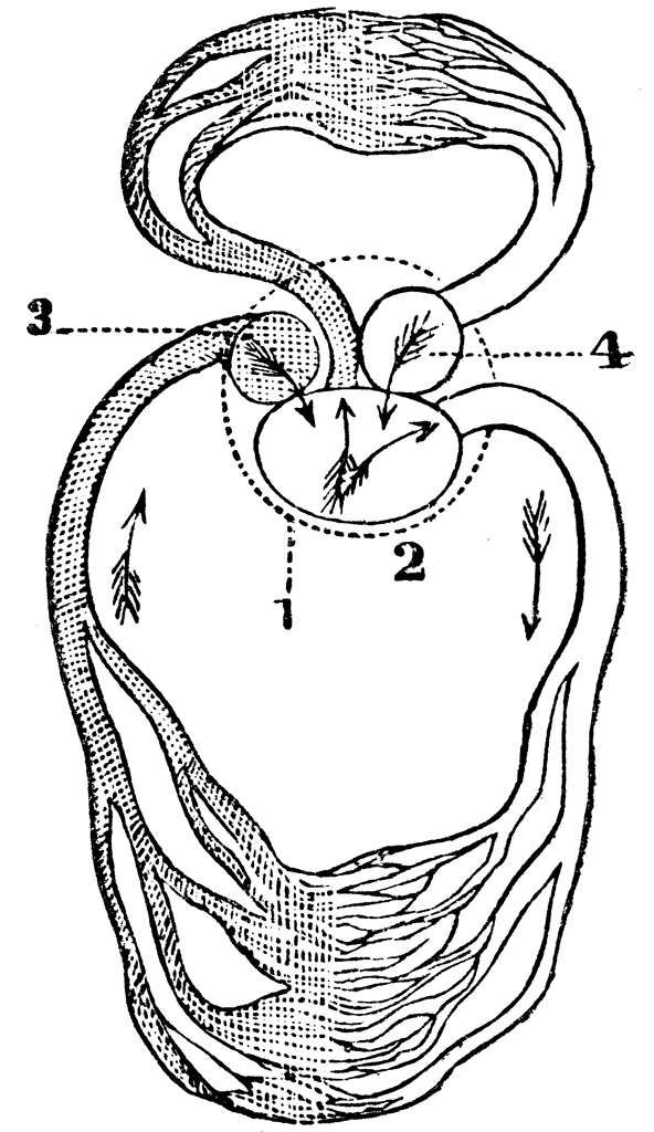 circulatory system of a frog. Circulation of a Frog