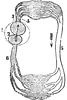 Circulation of a Fish
