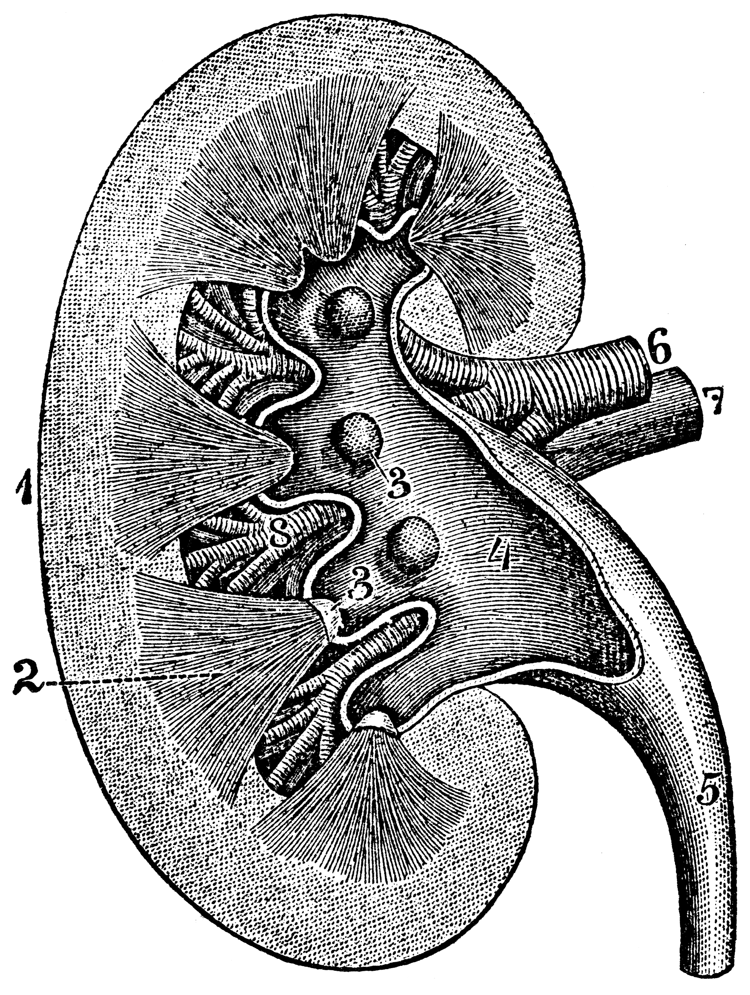 Longitudinal Section of a Kidney | ClipArt ETC