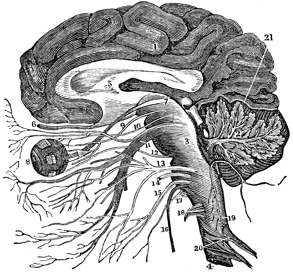 human brain clipart. Vertical Section of the Brain