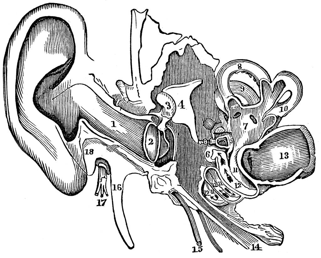 Parts of the Ear | ClipArt ETC