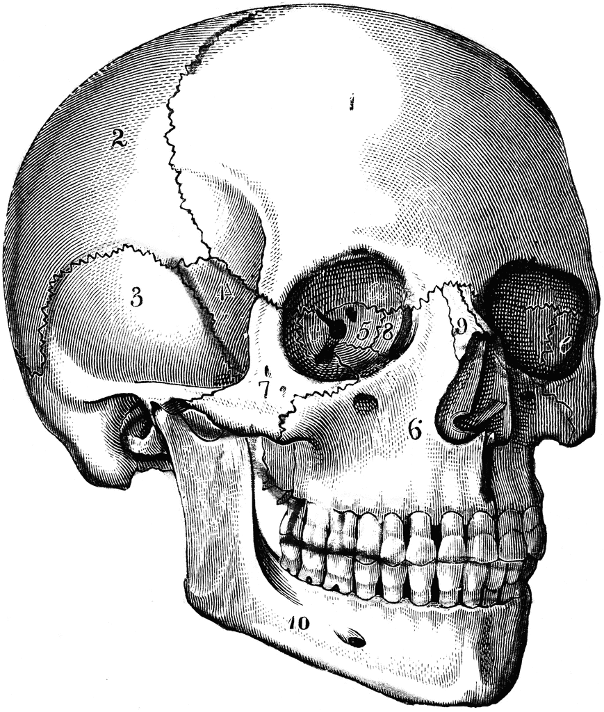 the human head skull