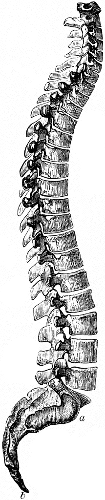 The Spine | ClipArt ETC