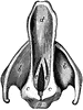 Epiglottis and Vocal Cords