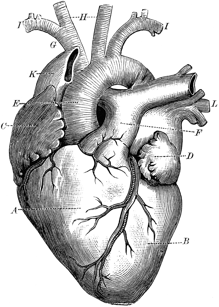 Heart | ClipArt ETC