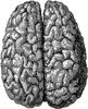 Surface of the Cerebrum
