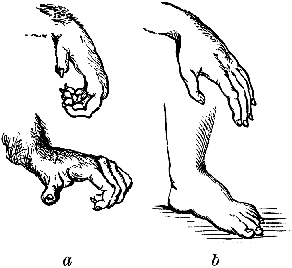 Comparison of the Hand and the Foot of a Monkey and Human | ClipArt ETC