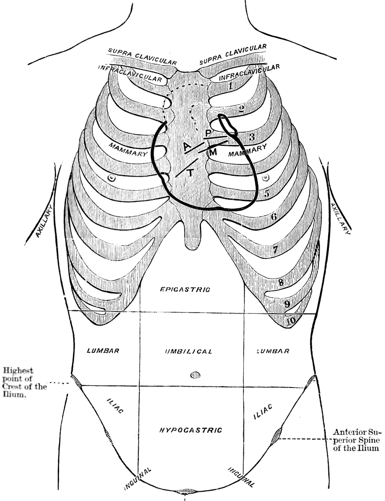 Diagram Of Thoracic And Abdominal Regions