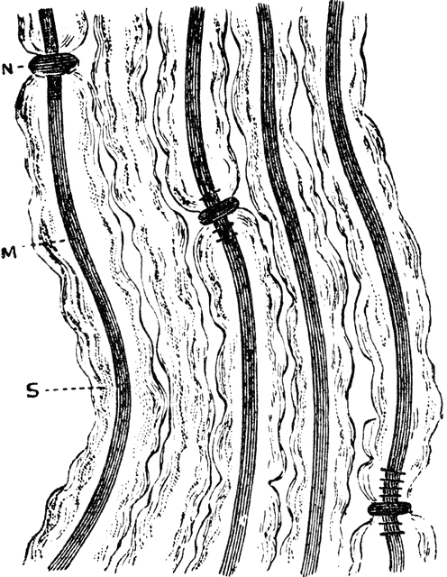 Behavior of the Nodes of Ranvier