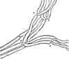 Muscular Nerve Showing Division of Fiber