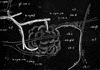 Submaxillary Gland of Dog with Nerves and Blood Vessels