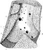Hepatic Vein in the Liver of a Pig