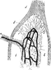 Medullary Substance from a Mesenteric Gland of an Ox