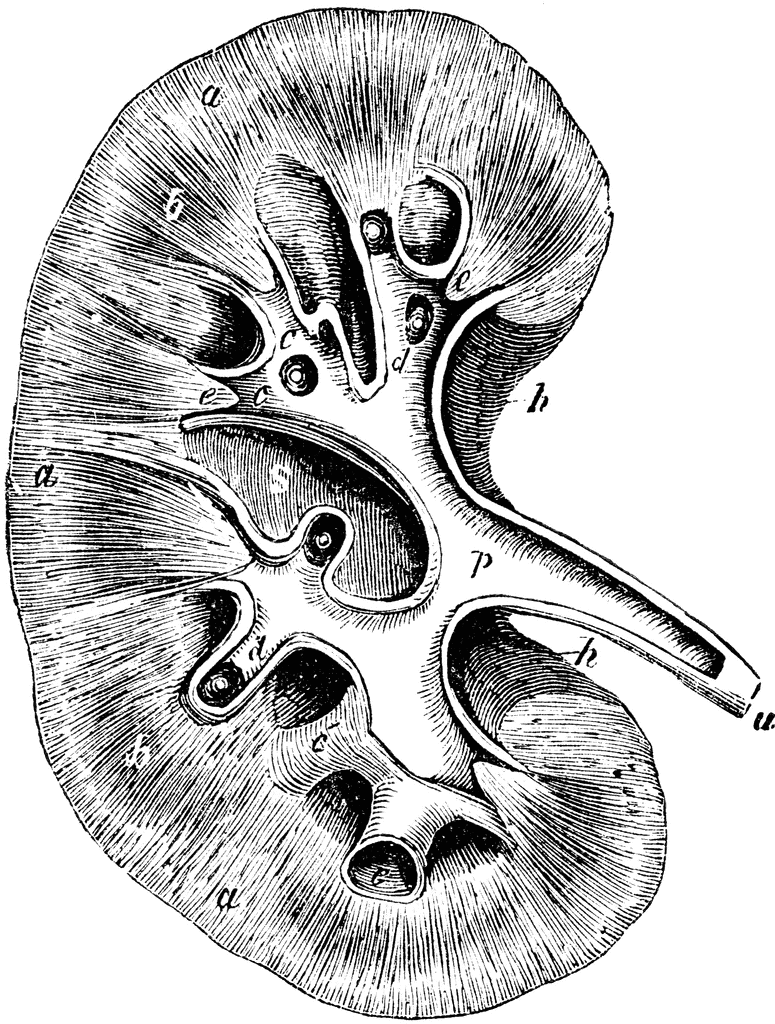 Kidney | ClipArt ETC
