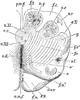 Medulla Oblongata