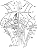 Fourth Ventricle with the Medulla Oblongata and the Corpora Quadrigemina