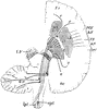 Cerebral Hemisphere