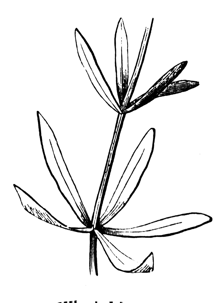 Whorled Leaf ClipArt ETC