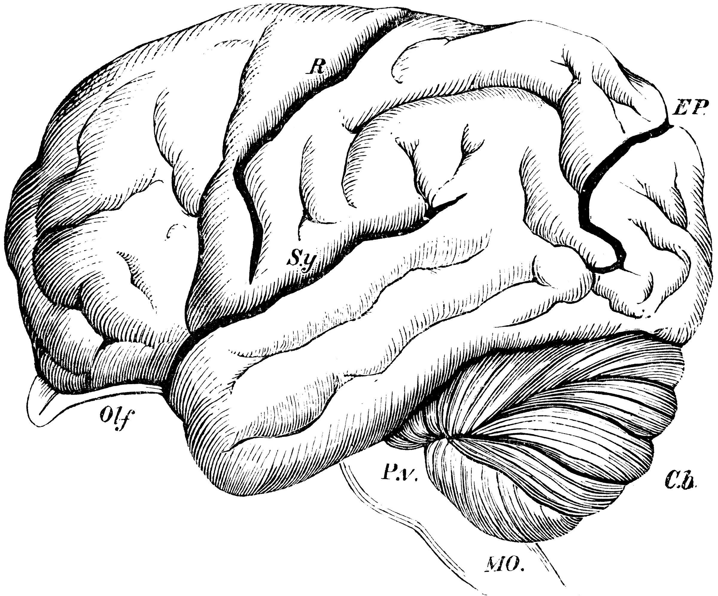 Brain of the Orangutan | ClipArt ETC