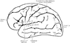 Motor Centers of the Brain