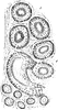 Epididymis of a Dog