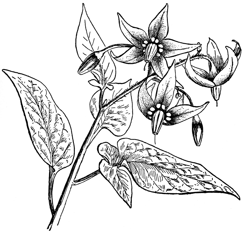 Nightshade ClipArt ETC