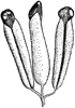 Cattail Flower