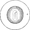 Vascular Area in the Chick