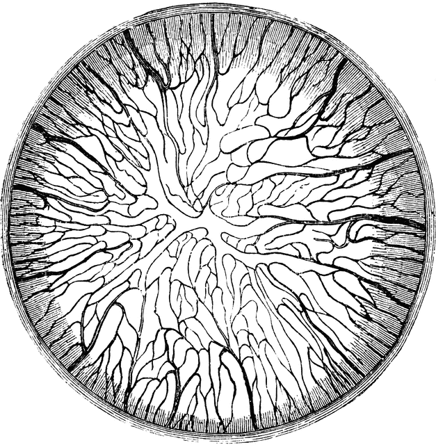 clipart of blood vessels - photo #12