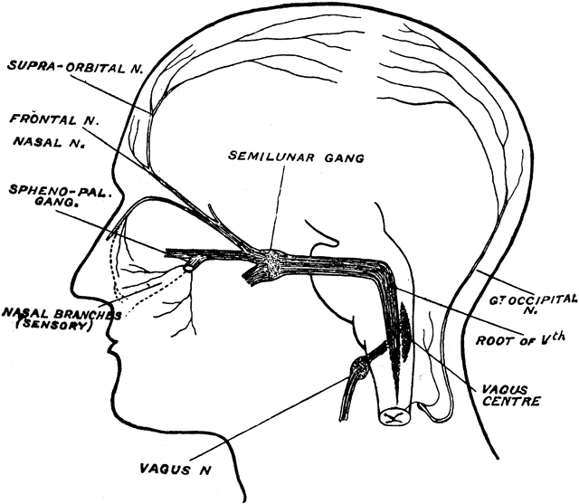 Facial Nerves | ClipArt ETC