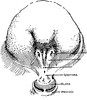 Bladder