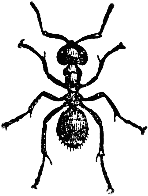 worker ant clipart - photo #37