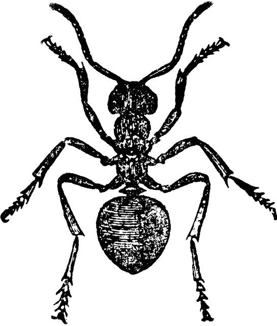 worker ant clipart - photo #12