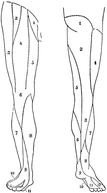 Nerve Supply of Legs | ClipArt ETC