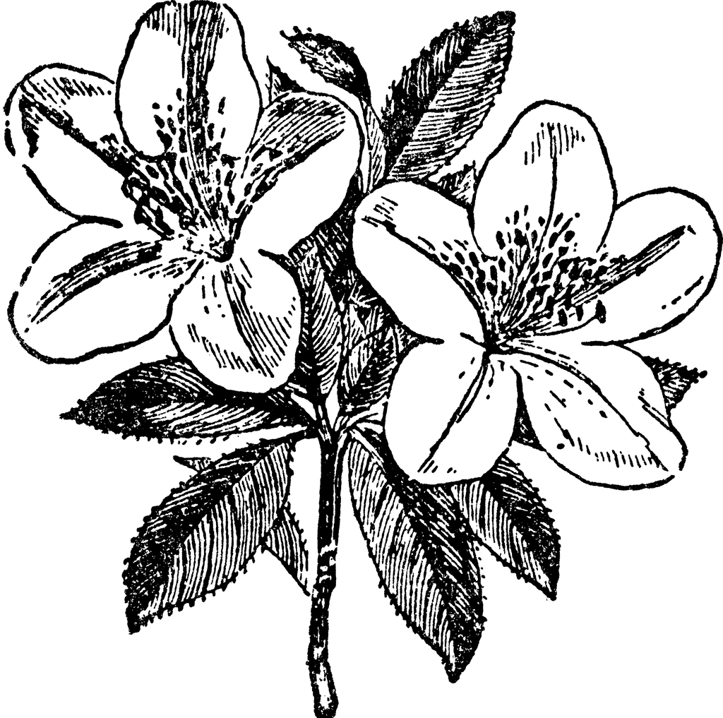 clipart flower coloring page - photo #35