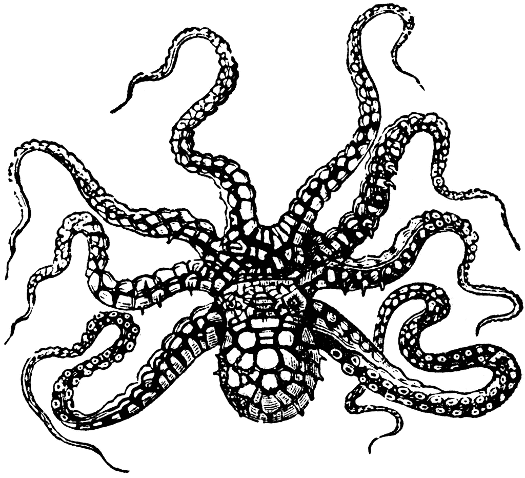 pictures of octopus. Octopus Horridus (d#39;Orbigny)