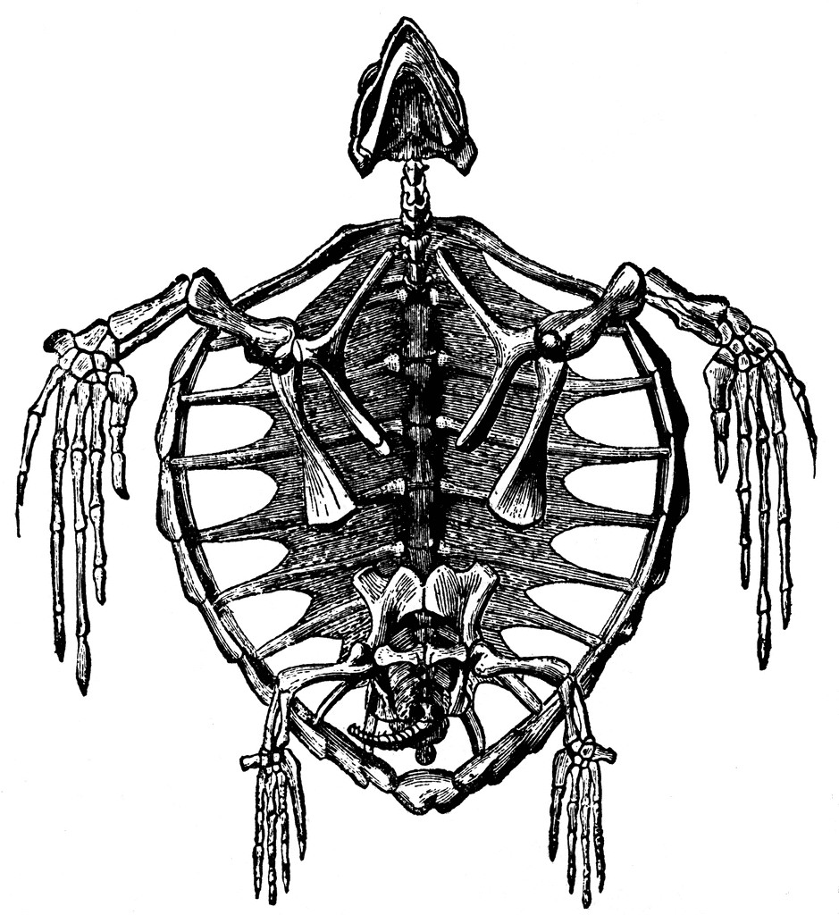 Skeleton of a Turtle | ClipArt ETC