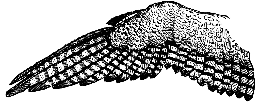 Wing of an Eagle. To use any of the clipart images above (including the 