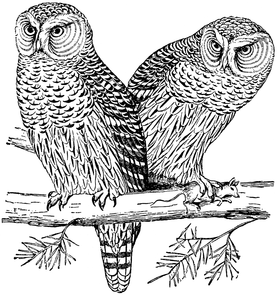 owl images clipart black and white - photo #49